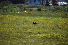 Haematopus leucopodus