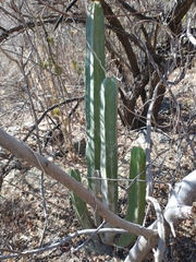 Isolatocereus dumortieri