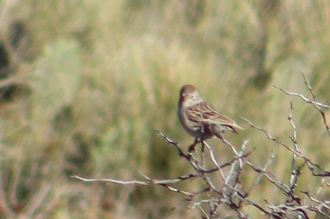 Worthen's Sparrow (Spizella wortheni), photo 2