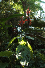 Stenostephanus
