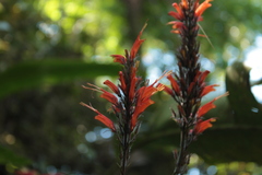 Stenostephanus