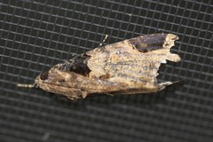 Ercheia
