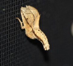 Anaxidia lozogramma