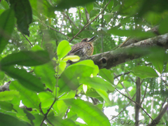 Malacoptila mystacalis