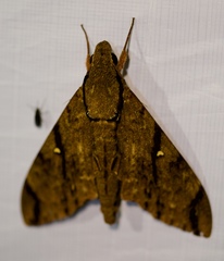 Cerberonoton rubescens