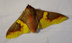 Pachynoa purpuralis