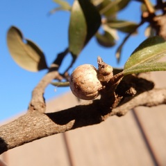 Allokermes cueroensis