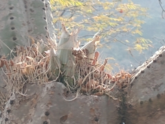 Clowesia