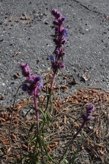 Trichostema lanatum