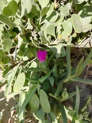 Carpobrotus dimidiatus