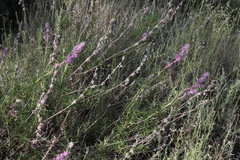 Trichostema lanatum