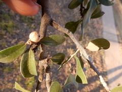 Allokermes cueroensis