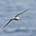 Pacific White-tailed Tropicbird - Photo (c) Norman Kaleomokuokanalu Chock, some rights reserved (CC BY-SA)