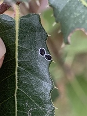 Tetraleurodes perileuca