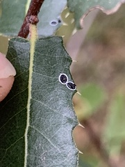 Tetraleurodes perileuca