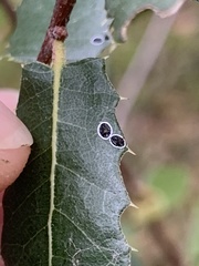 Tetraleurodes perileuca