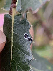 Tetraleurodes perileuca