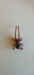 Theridiidae