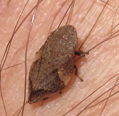 Lepyronia quadrangularis