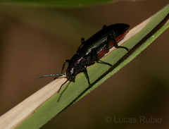 Strongylium aurichalceum