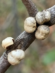 Kermesidae