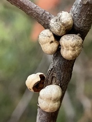 Kermesidae