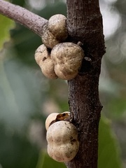 Kermesidae