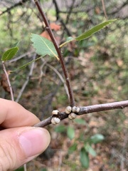 Kermesidae