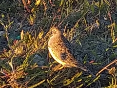 Thinocorus rumicivorus