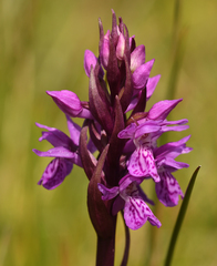 Dactylorhiza praetermissa
