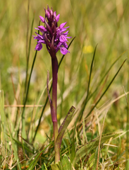 Dactylorhiza praetermissa