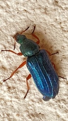 Melyris bicolor