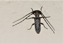 Eunidia spilota