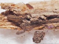 Isotomurus palustris