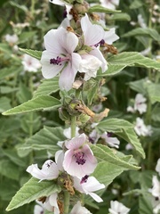 Echter Eibisch (Althaea officinalis): Herkunft und Verwendung — Foto 2