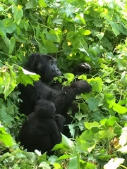 Gorilla beringei beringei
