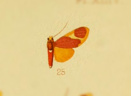 Neonerita perversa