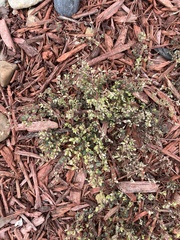 Euphorbia serpens