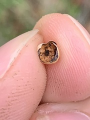 Kermesidae