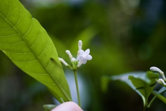 Rauvolfia
