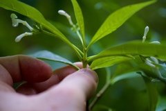 Rauvolfia