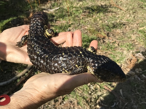 Tiliqua rugosa
