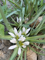 Colchicum palaestinum