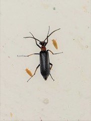 Lydomorphus bisignatus
