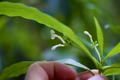 Rauvolfia