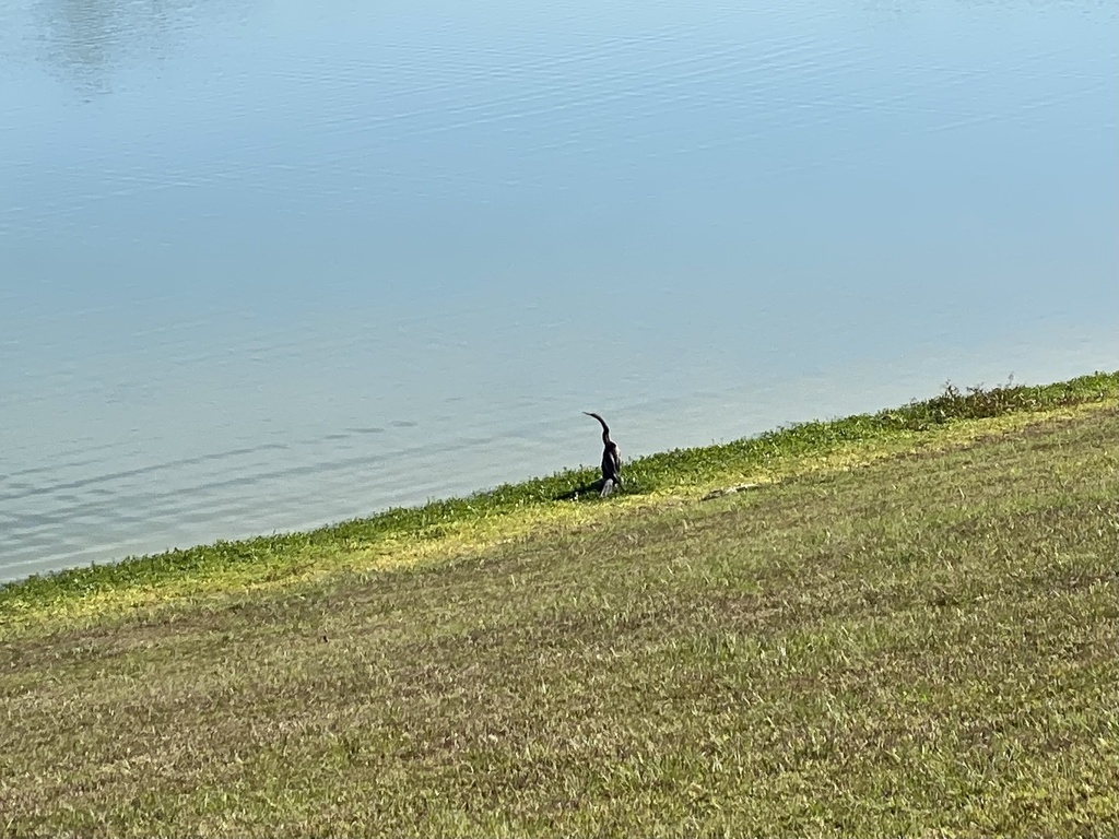 anhinga-from-sw-89th-court-rd-ocala-fl-us-on-january-06-2022-at-01