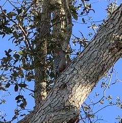 Melanerpes carolinus image