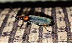 Lydomorphus bisignatus