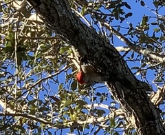 Melanerpes carolinus image