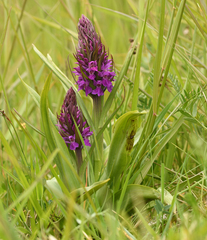 Dactylorhiza × aschersoniana